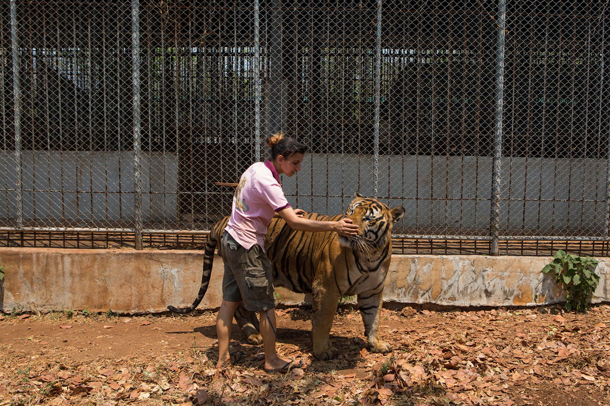 Tanya, a head volunteer caretaker at the temple since 2010, in an outdoor enclosure with Payak the tiger during the daily care and cleaning routine prior to the raid.