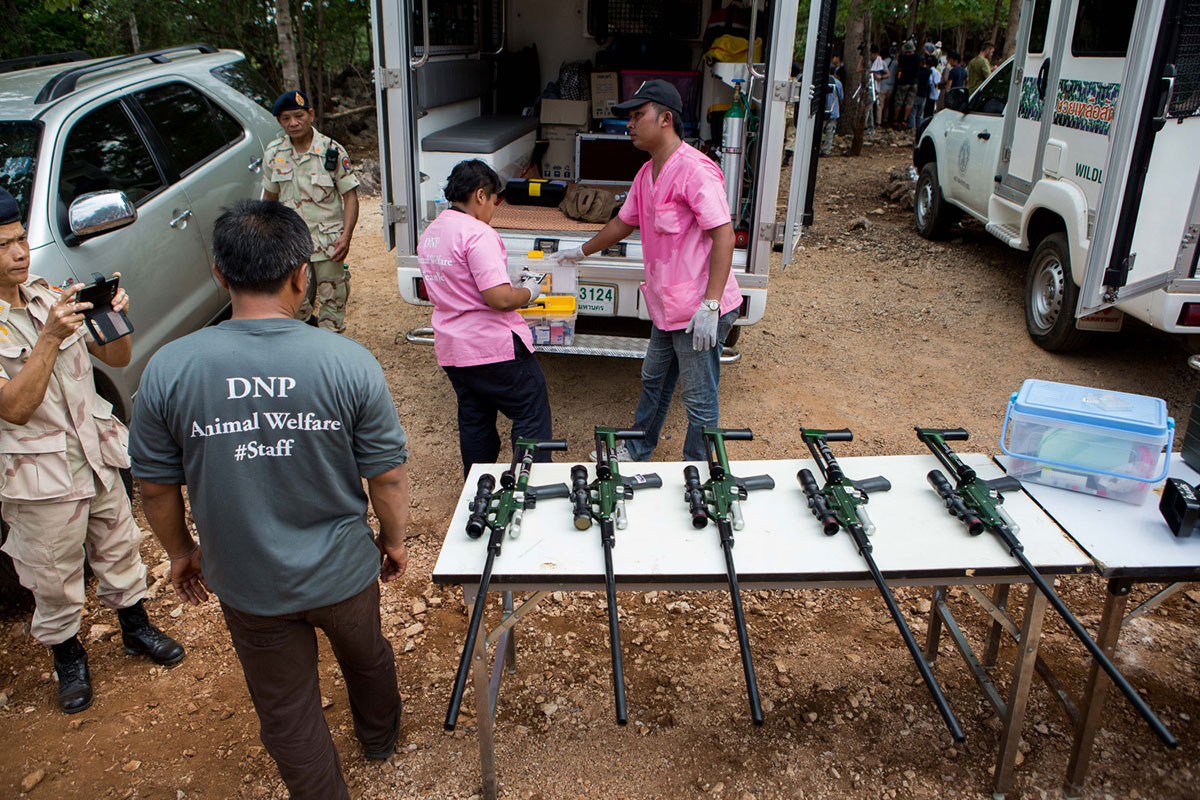 DNP prepares tranquilliser guns to sedate the tigers before removing them from the temple. 