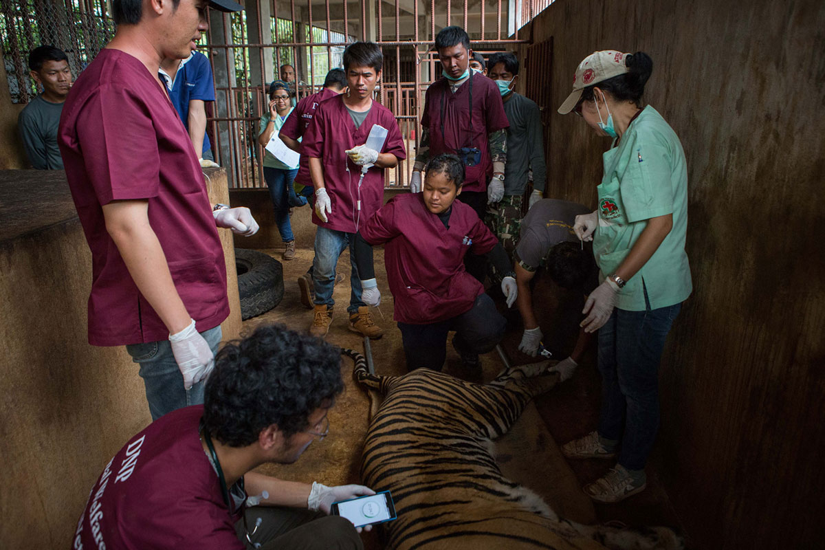 DNP veterinarians monitor tranquillised tigers and clip their nails before loading them into the trucks.