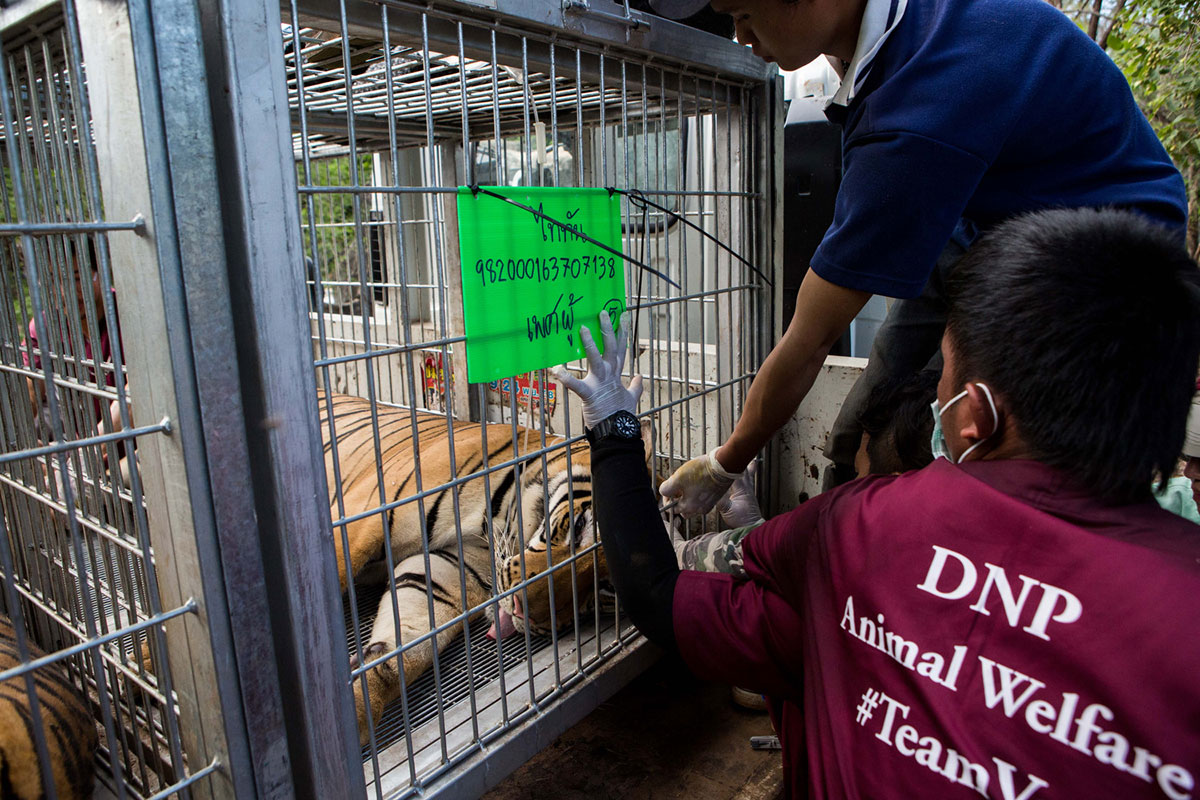 DNP veterinarians close the cage doors before the trucks leave the temple.