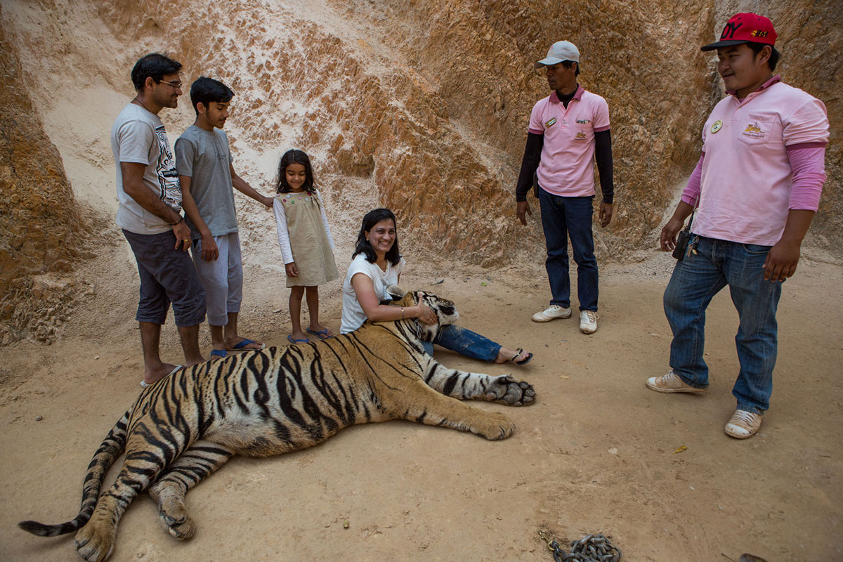 Tourists pose with tigers for photos. With an entrance fee of anything from 600 baht [$17] to 5,000 baht [$140] per person, millions of dollars have flowed into the temple over the years.