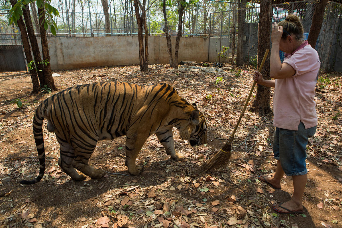 A volunteer tiger handler with one of the tigers in an outdoor enclosure. The caretakers say they are deeply concerned about the fate of the tigers - both during the traumatic removal process and in the new facilities.