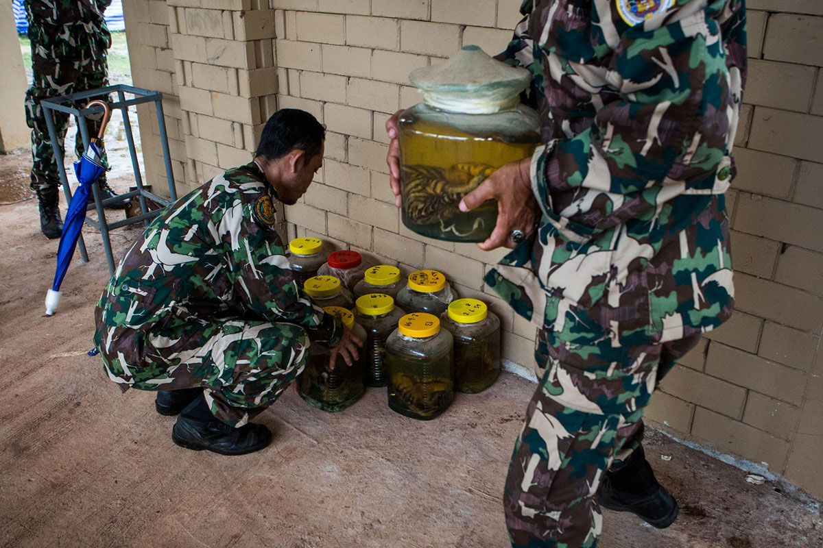 DNP officers move tiger cub specimens in jars of formaldehyde for the media to see. Each jar was labelled with the cause of death and dates of each cub from years past. Cubs have a high rate of infant mortality in both captivity and the wild. 
