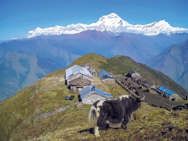 A general Yak breeding centre located at Sikh VDC. The Dhaulagiri Range can be seen in the backdrop.