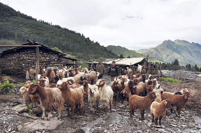 The inhabitants of Gurja VDC taking the sheep to graze on the meadows.