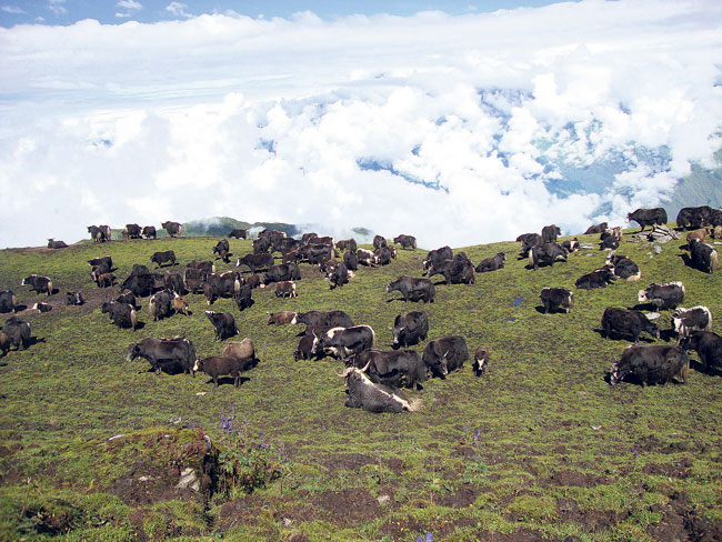 A herd of yaks graze in the meadows of Nangi. The village has been involved in commercial animal husbandry along with other economic activities.