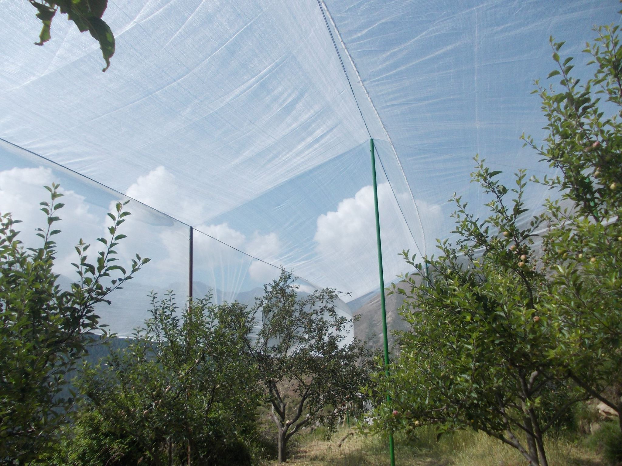 Anti Hail Net in Apple Orchard