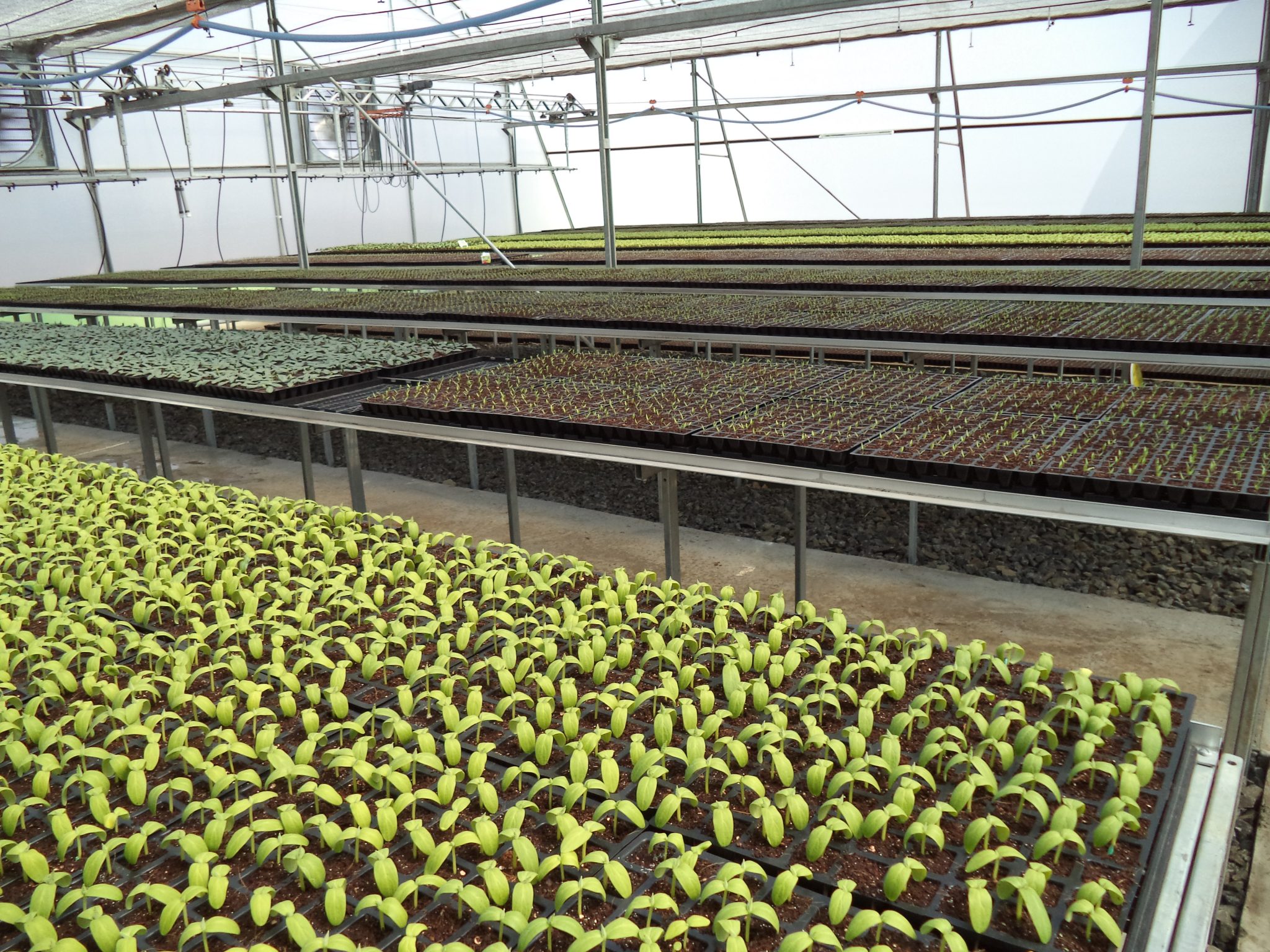 hi-tech greenhouse
