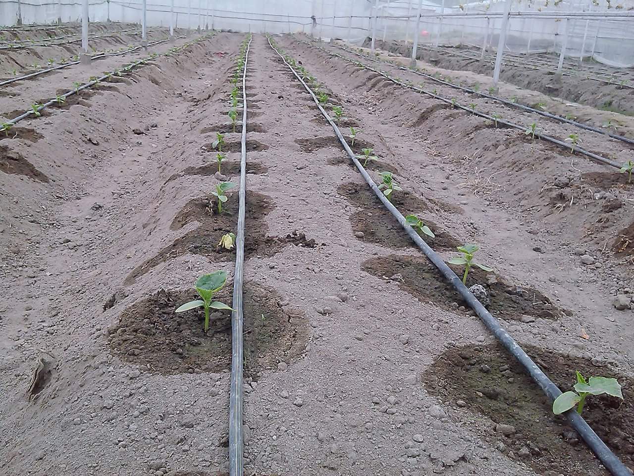 Drip-irrigation