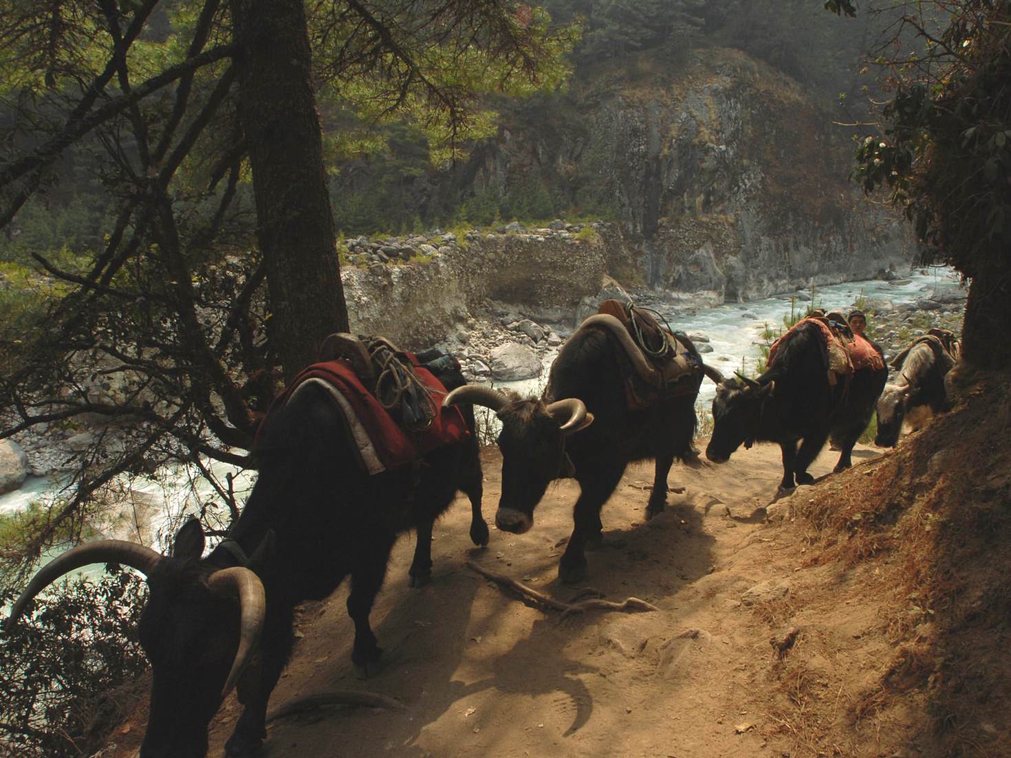 Yak and dzo trains are a common sight on the trails through Solukhumbu Â© Joe Bindloss / Lonely Planet