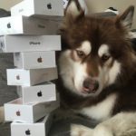 son-of-chinas-richest-man-buys-eight-iphone-7s-for-his-dog