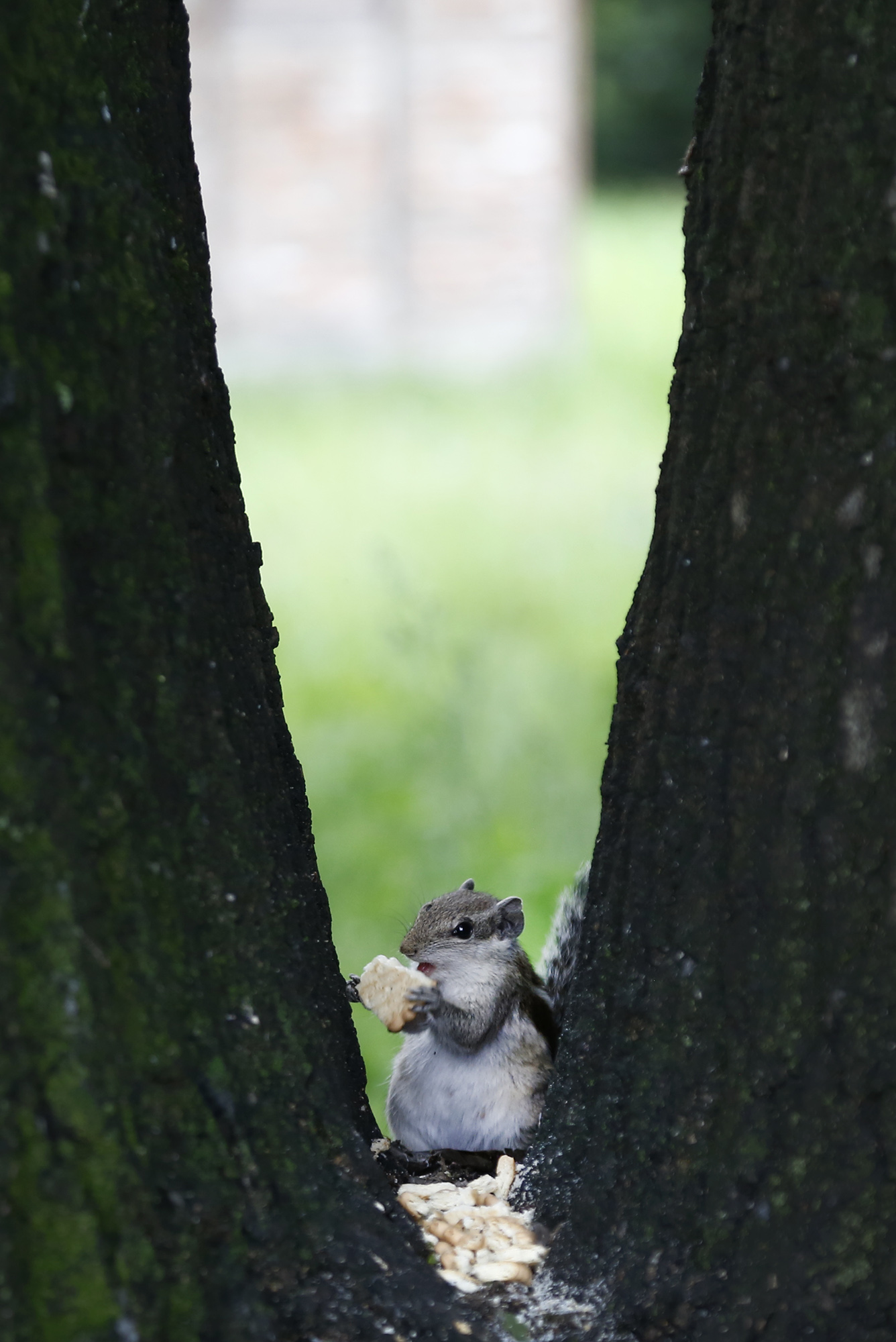 In this picture a Squirrel grabs a biscuits from a tree which was put by people at Hotel Hayat Premises on Sunday . Squirrels' diets consist primarily of a wide variety of plants, including nuts, seeds, conifer cones, fruits, fungi and green vegetation. POST PHOTO/PRAKASH CHANDRA TIMILSENA