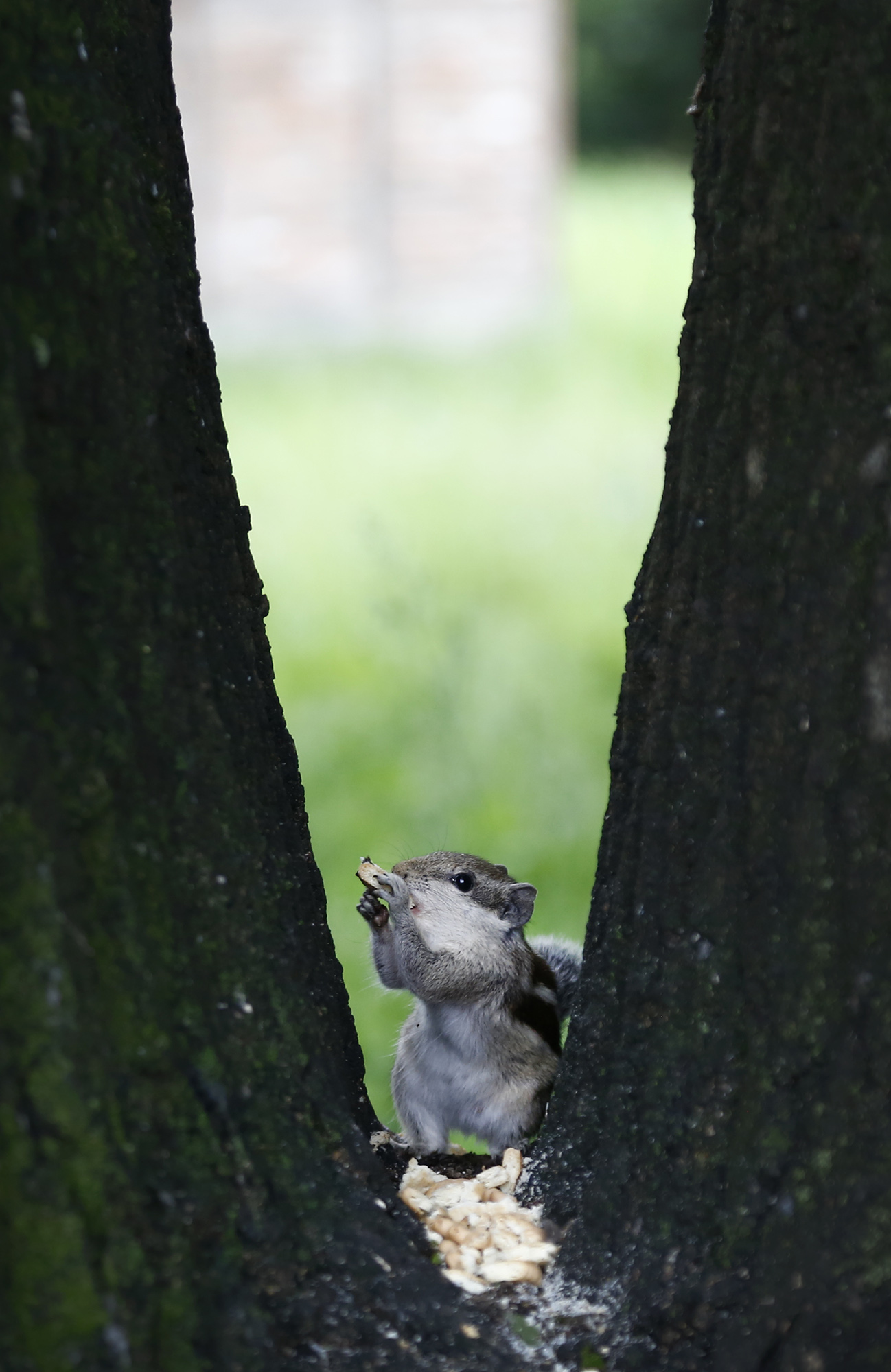 In this picture a Squirrel grabs a biscuits from a tree which was put by people at Hotel Hayat Premises on Sunday . Squirrels' diets consist primarily of a wide variety of plants, including nuts, seeds, conifer cones, fruits, fungi and green vegetation. POST PHOTO/PRAKASH CHANDRA TIMILSENA