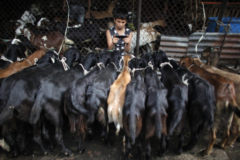 A young Nepalese goat vendors plays with his mobile phone while waiting for customers at a market during Dashain, the biggest festival in Nepal, in Kathmandu, Nepal, Wednesday, Oct. 5, 2016. Photo: AP