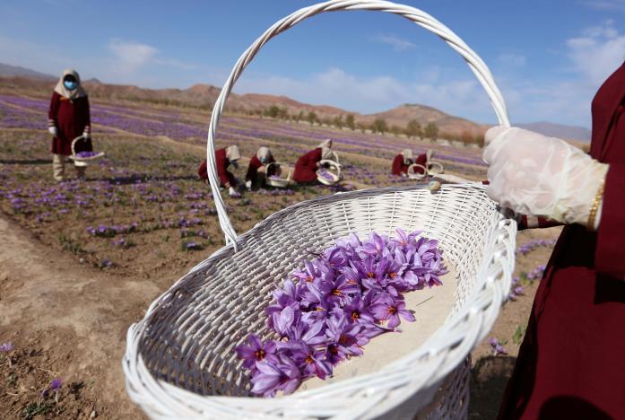 Afghan women collect saffron flowers in the Karukh district of Herat, Afghanistan, November 5, 2016. Picture taken November 5, 2016. REUTERS/Mohammad Shoib