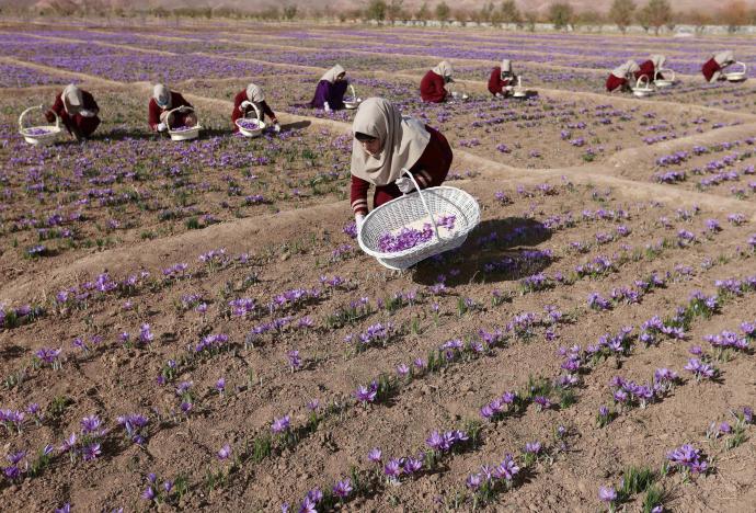 Afghan women collect saffron flowers in the Karukh district of Herat, Afghanistan, November 5, 2016. Picture taken November 5, 2016. REUTERS/Mohammad Shoib