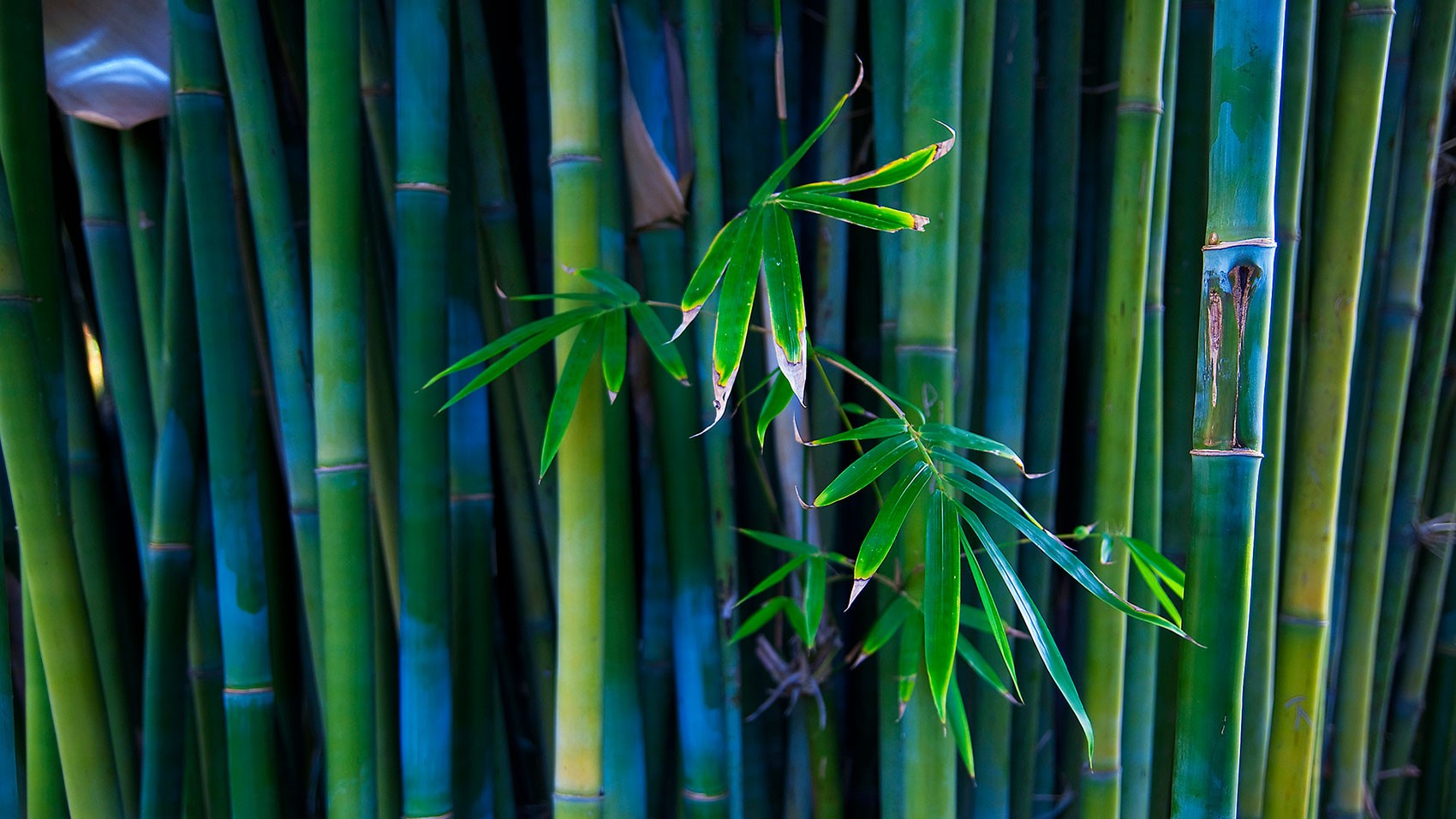 green-bamboo-creation-3
