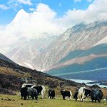 Yaks in Langtang valley with Langshisha Ri mout – Nepal