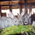 Himalayan Rabbit Farm_Ujjawal Chapagain (3)