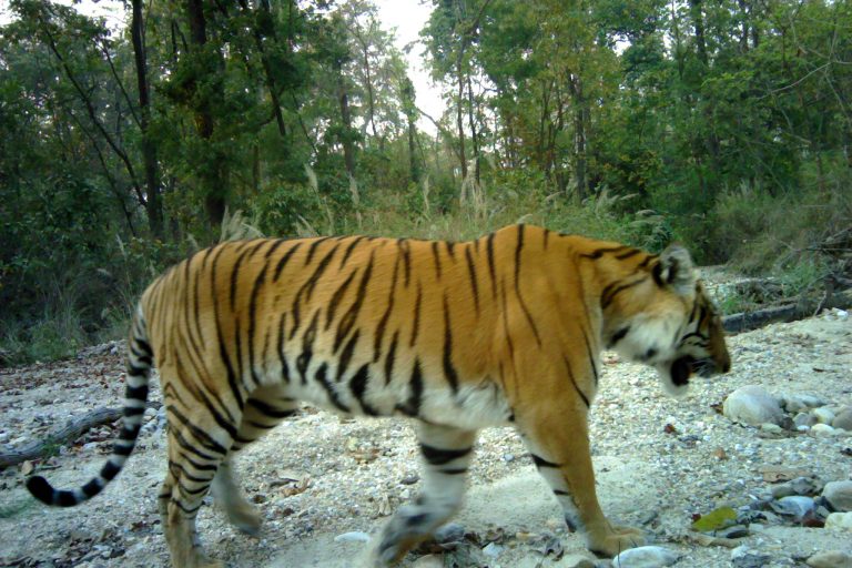 tiger census-glocalkhabar